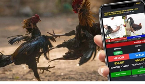 Guide to Sabong Betting with JDPLUS Casino Philippines